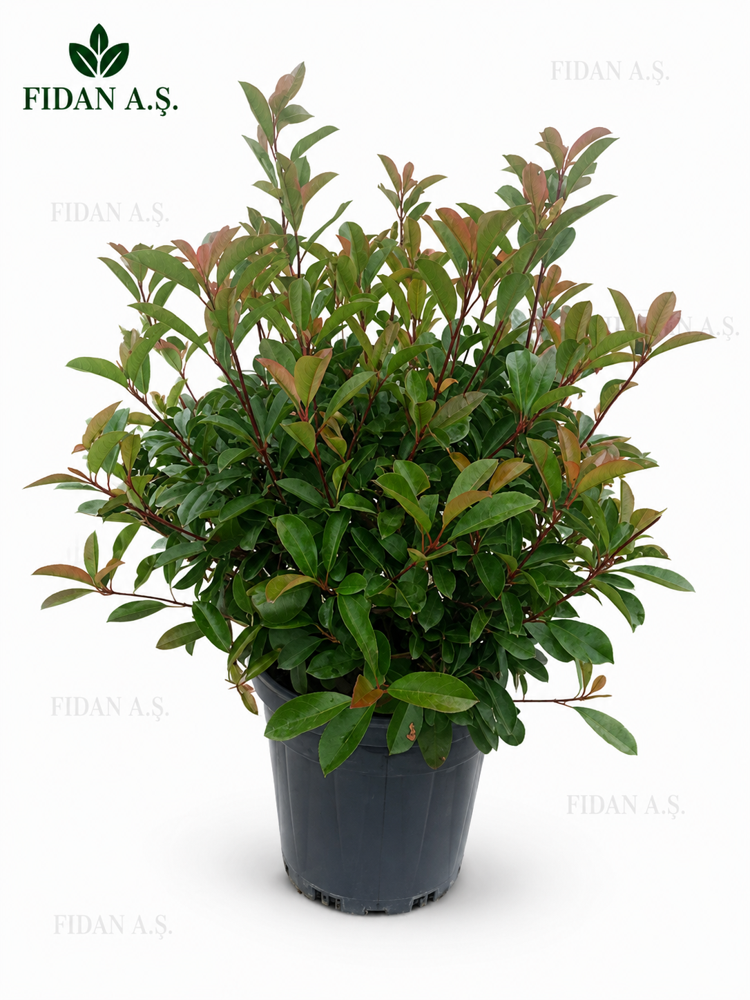 Photinia Fraseri Red Robin Ball